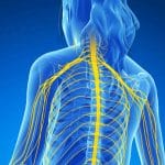 What is Chiropractic Neurology?